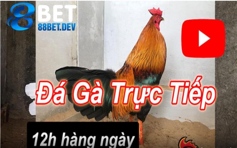 Hướng dẫn cách đặt cược đá gà online tại 88bet