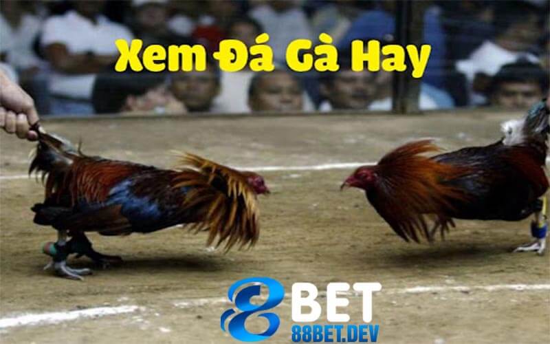 Tính năng có tại đá gà 88bet online